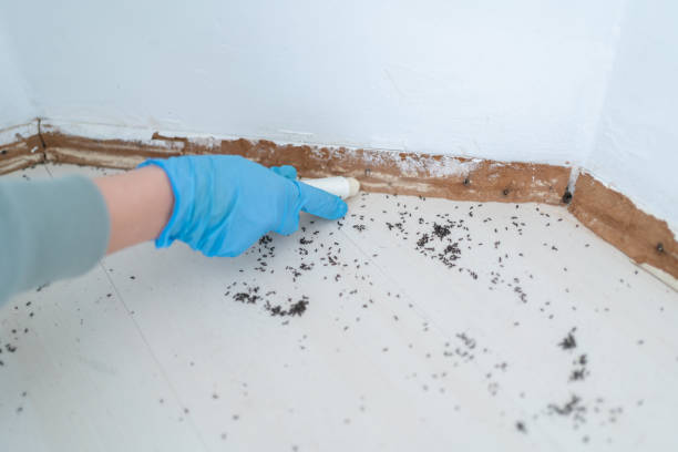Best Mosquito Control Services  in Ridgewood, IL
